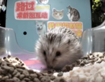 Mr. Sonic (or one of his clones) eats kibble at 招财喵喵bobo间