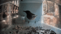 Gif of The Bird having a bite to eat then leaving.