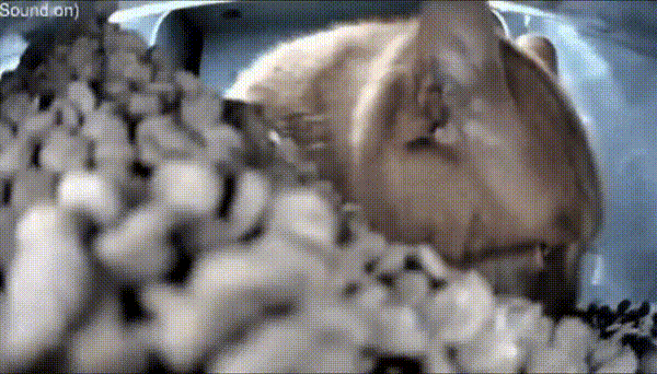 File:Fresh gets snacked.gif