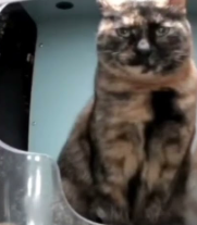 Mrs. Punk: TortiseShell cat who was spotted looking at the camera with her partner, raising kittens with Mrs. Ballet