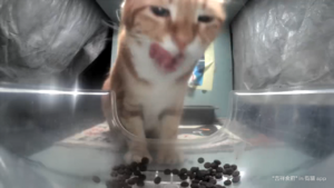 Meow.camera 4412424173050749216 1721486893574.png