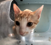 Orange and White Kitten