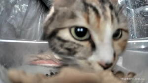 Meow.camera 4412424173050749216 1710868101586.png