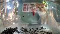 Mr. Wishbone calmly enters the feeder