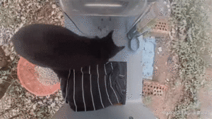 Kiki digging out food.gif