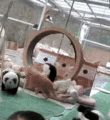 The Guardian hopping onto the wheel and forcing another cat to run on it with him. (GIF)