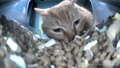 Thumbnail for version as of 19:01, 8 April 2025