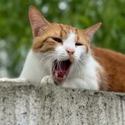 Mr. Simba yawns; image taken by the Caretaker.