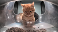 Thumbnail for version as of 05:40, 9 February 2025