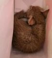 Nugglet sleeping in a paper bag