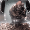 Mouse gets snacked twice! (click for GIF)