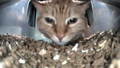 little lasagna