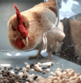 Ms. Chicken engaging in cannibalism