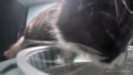 Mr. Whiskers being a thirsty boy.