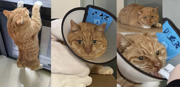 More pics of Fresh at the vet, he is still being treated for his eye infection(February 28th, 2024)