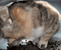Ms. Pretty narrowly dodges falling kibble (click to see gif).