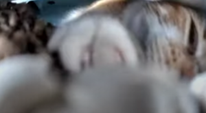 SnoobPaw.png