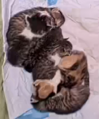 The Titans sleeping in a single file on March 14, 2024, without any of the kittens outlined.