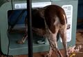 Ms. Drip fits into the feeder from an outside POV