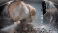 Mr. Apricot trying to eat food stuck in the dispenser. (GIF)