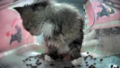 Thumbnail for version as of 10:19, 24 March 2025