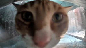 Meow.camera 4869617878393900762 1717751639508.png