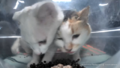 Mozzarella squeezes her head and pushes Mrs. Eeper out