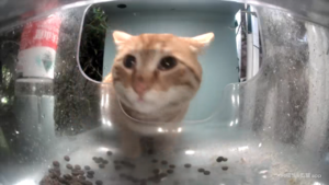 Meow.camera 4516151378886742402 1714774547773.png