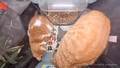 Thumbnail for version as of 19:05, 8 April 2025