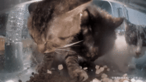 Floofy clawing at torbie.gif