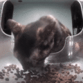 Mouse staring at the feeder as snacks dispense (click for GIF)