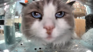 Meow.camera 5077771063754052156 1711533828547.png