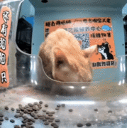 Ms. Dale scoops food out of the feeder to eat (GIF)