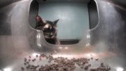 Ms. Tortilla loafing