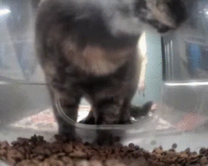 Ms Drumstick being showered with kibble.gif