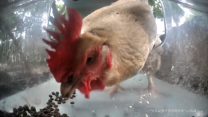 TheForbiddenRooster.png