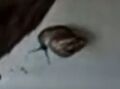 Thumbnail for version as of 07:53, 5 April 2025