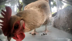 Chicken eating cat food.png