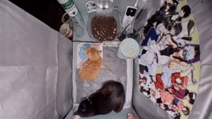 Meow.camera 4154701567245307824 1716745872131.gif