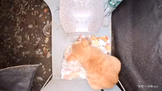 Top cam with unnamed orange cat