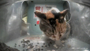 Meow.camera 4258783365322591678 1718501547978 (2).gif