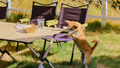 Edamame has a paw up on a wooden table while he inspects it