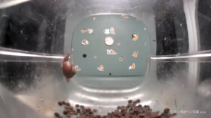 Mr. Snail Climbing Up the Feeder.png