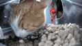 Thumbnail for version as of 11:40, 11 February 2025