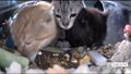 Crowley (left), Aziraphale (middle), and Fried Rice Brother (right) eating together