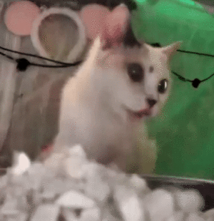 FerretBlep.gif