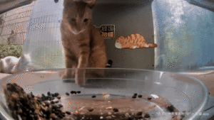 Mr Paw dragging kibble out.gif