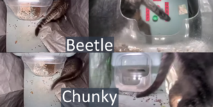 Mr. Beetle's tail vs Ms. Chunky's tail