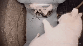 Mr. Squeeze attacks Ms. Horseshoe in the feeder (GIF)