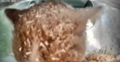A close-up of Mr. Bean's head, covered in chicken snack bits.